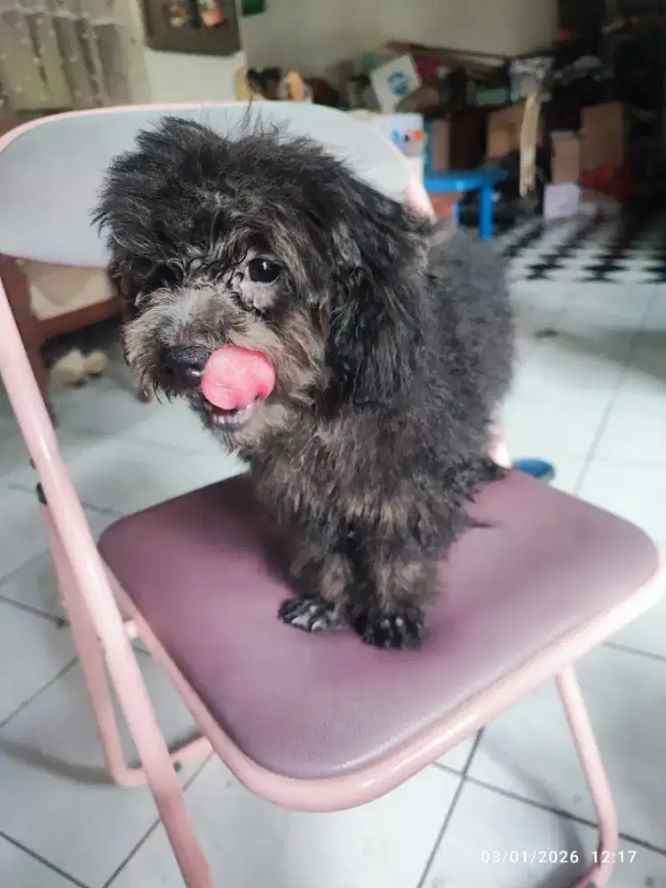 Silver Toy Poodle