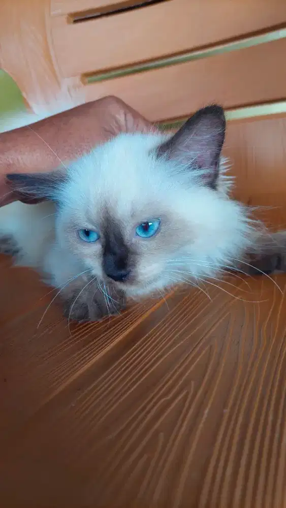 Ragdoll mata biru