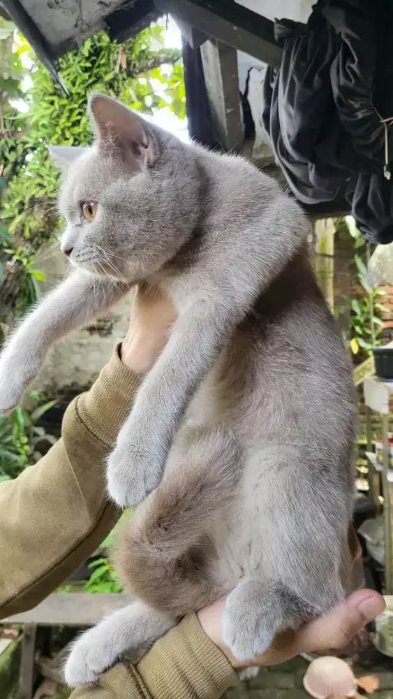 Kitten BSH British Shorthair Betina