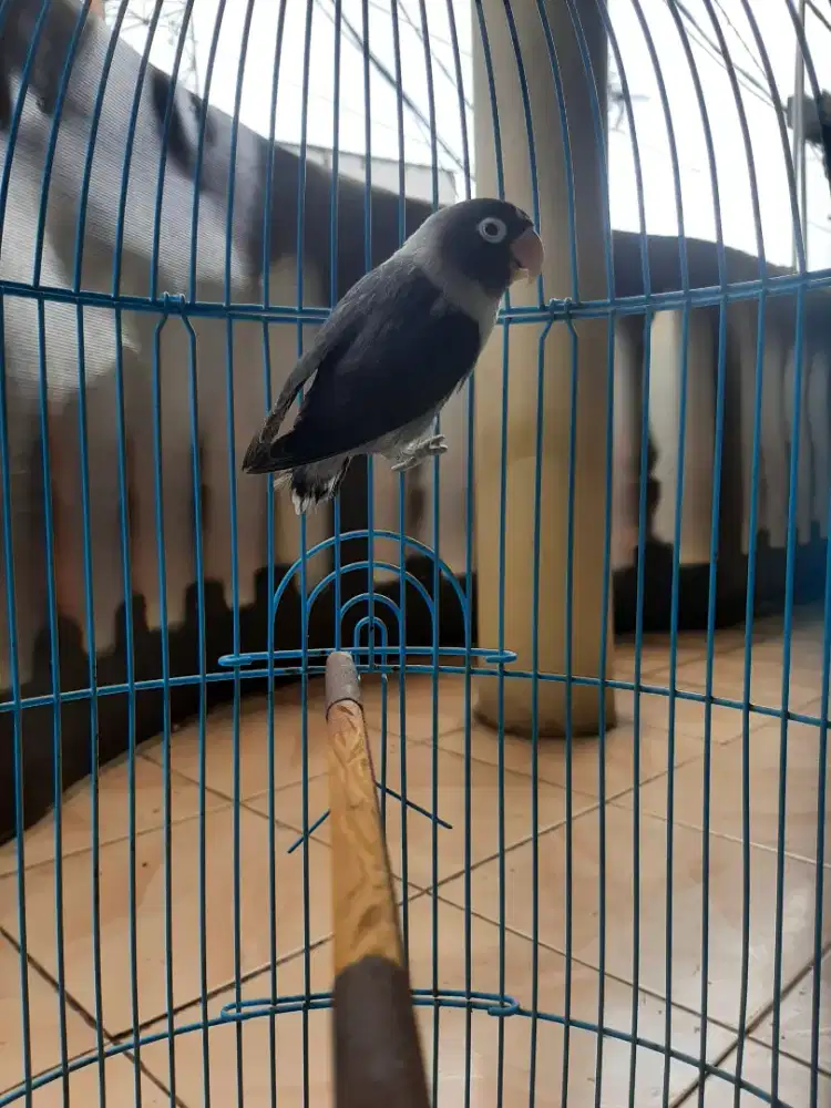 Lovebird betmen dewasa