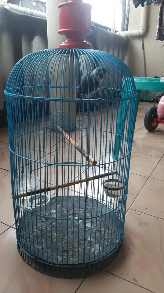 Lovebird betmen dewasa