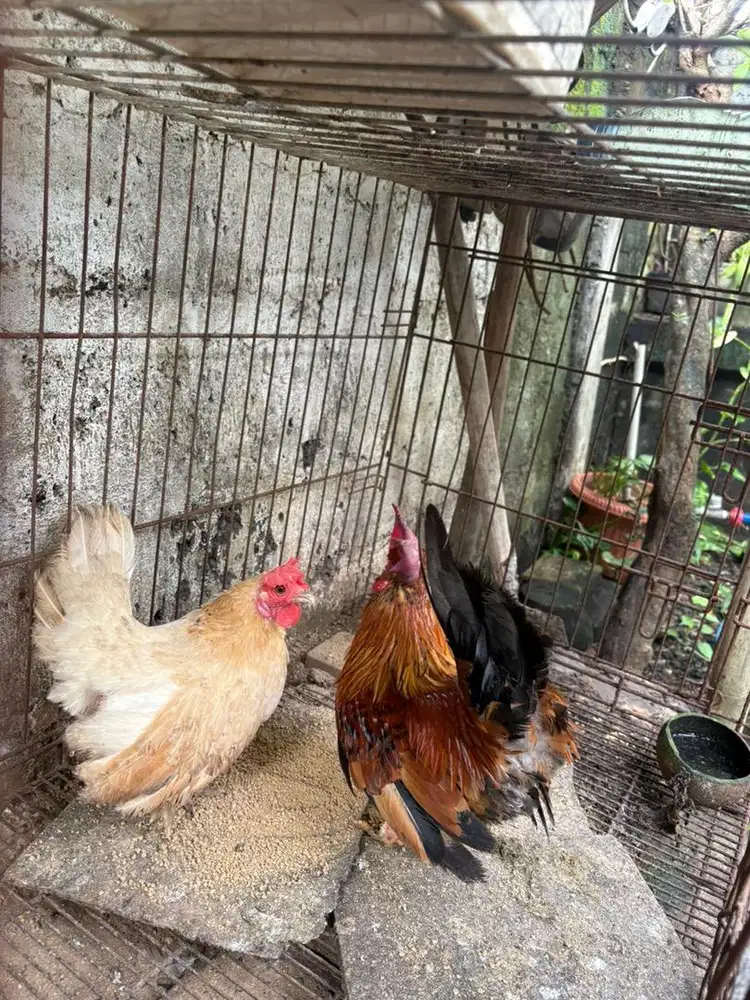 Dijual ayam kate sepasang
