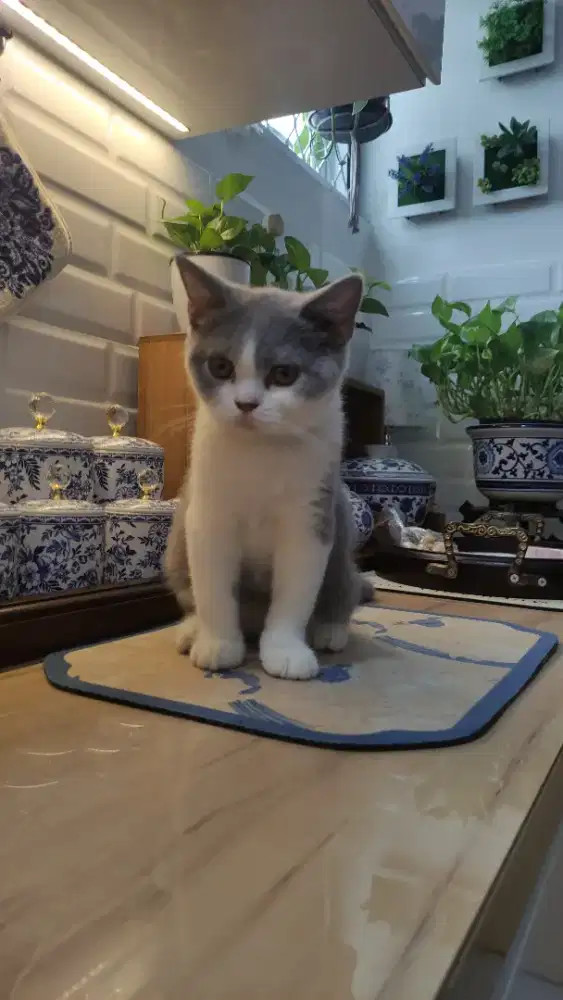 Bsh bicolor 4,5 bln betina