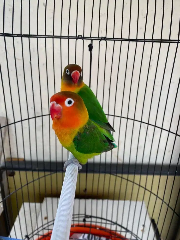 Burung Lovebird Sepasang