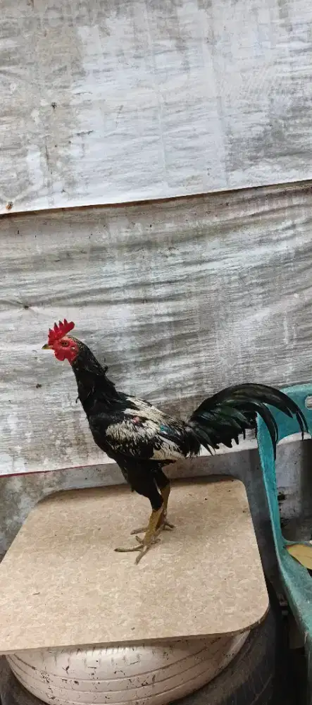 Dijual ayam pama muda