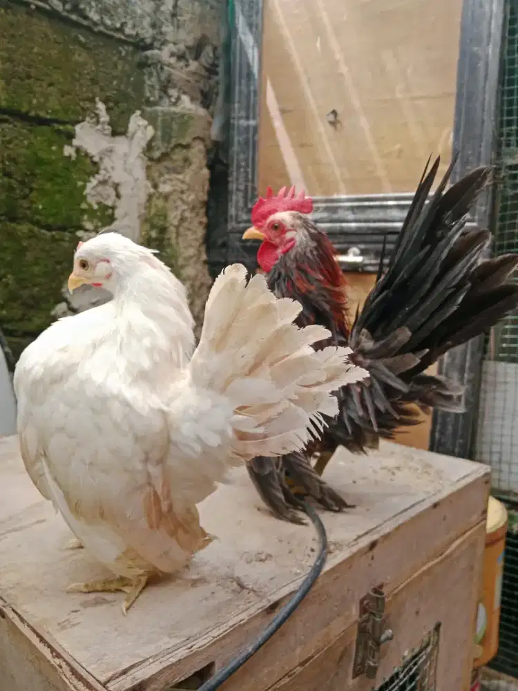 Ayam serama sepasang