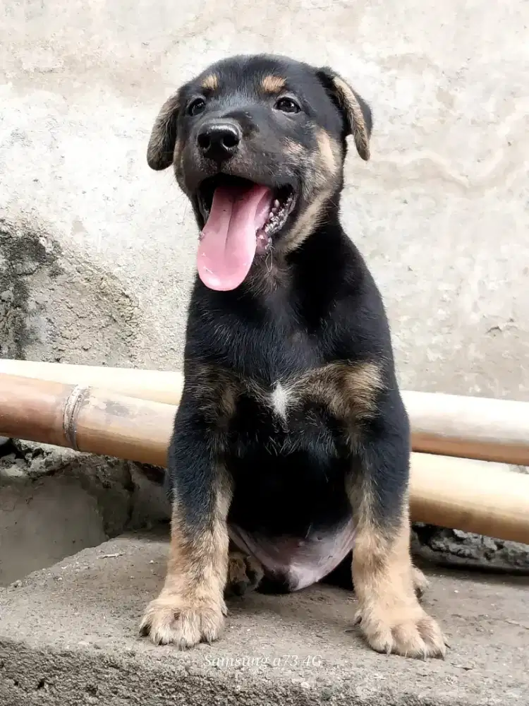 Anakan anjing ras mix