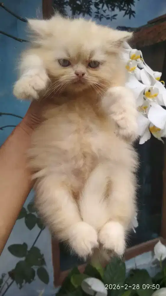 Anak Kucing Kitten Persia Flatnose Solid White Jantan