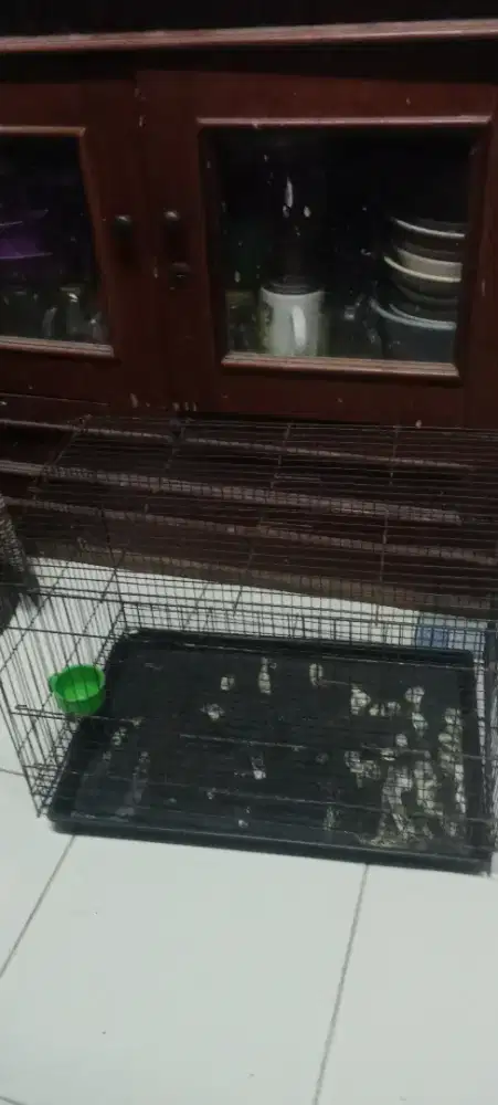 kandang ternak uk 47x30x30