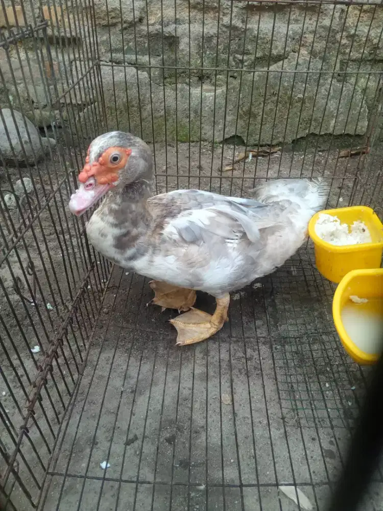 Seekor entok hias rambon betina