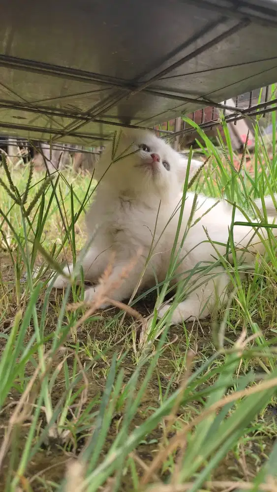 Kitten Persia Jantan