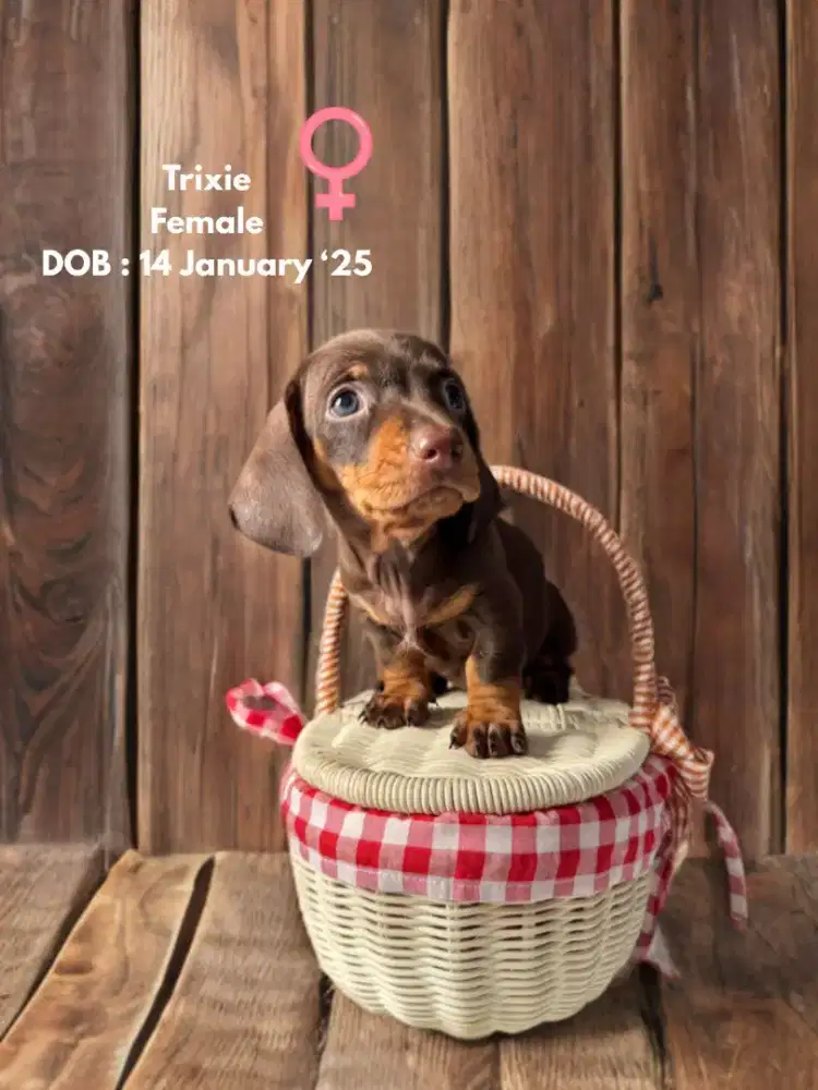 Jual anakan tekel umur 1 bulan