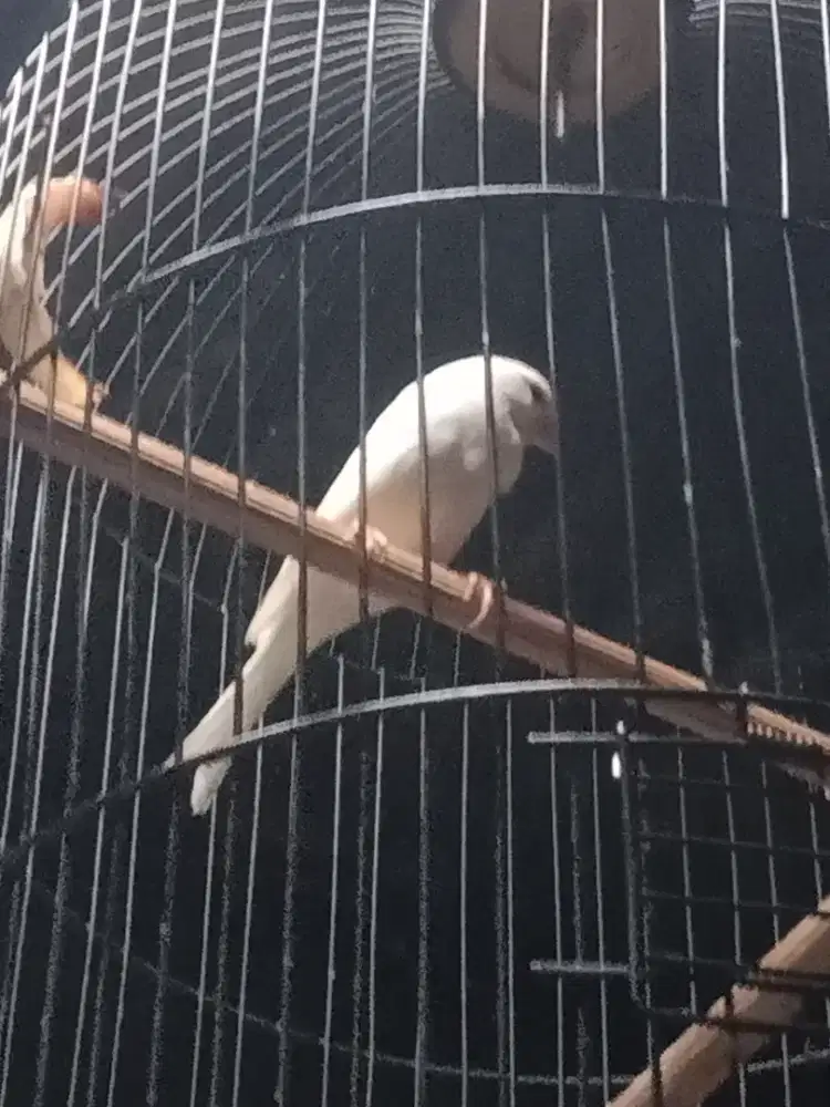 Burung kenari lokal jantan