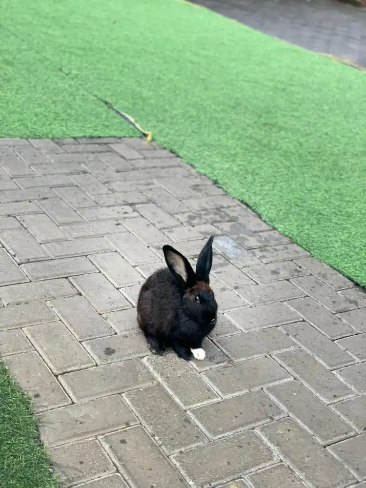 ART Momong anak 2thn (menginap)