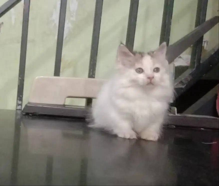 Kucing Kitten Munchkin