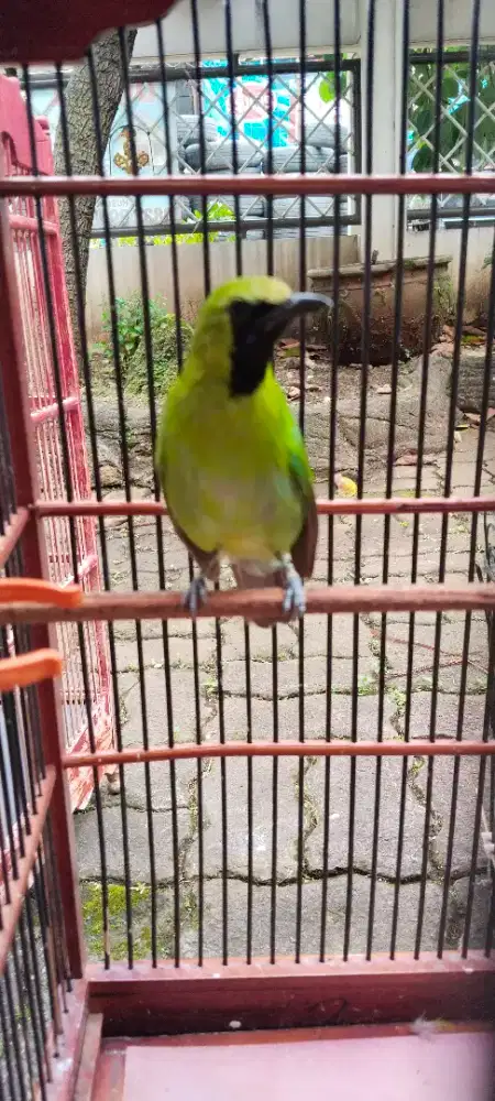 Di jual burung murai daun fs