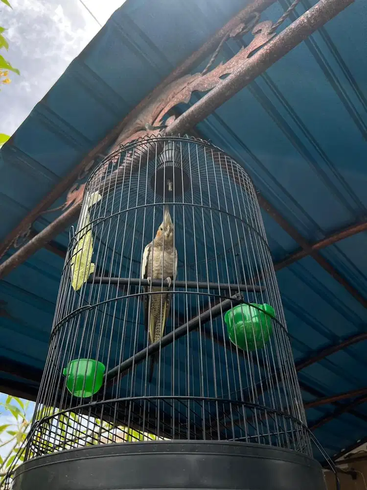 Dijual falk australia jantan