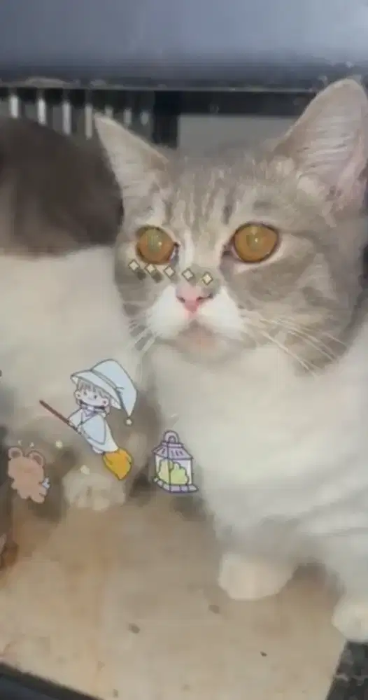 Kucing Munchkin british shorthair bsh