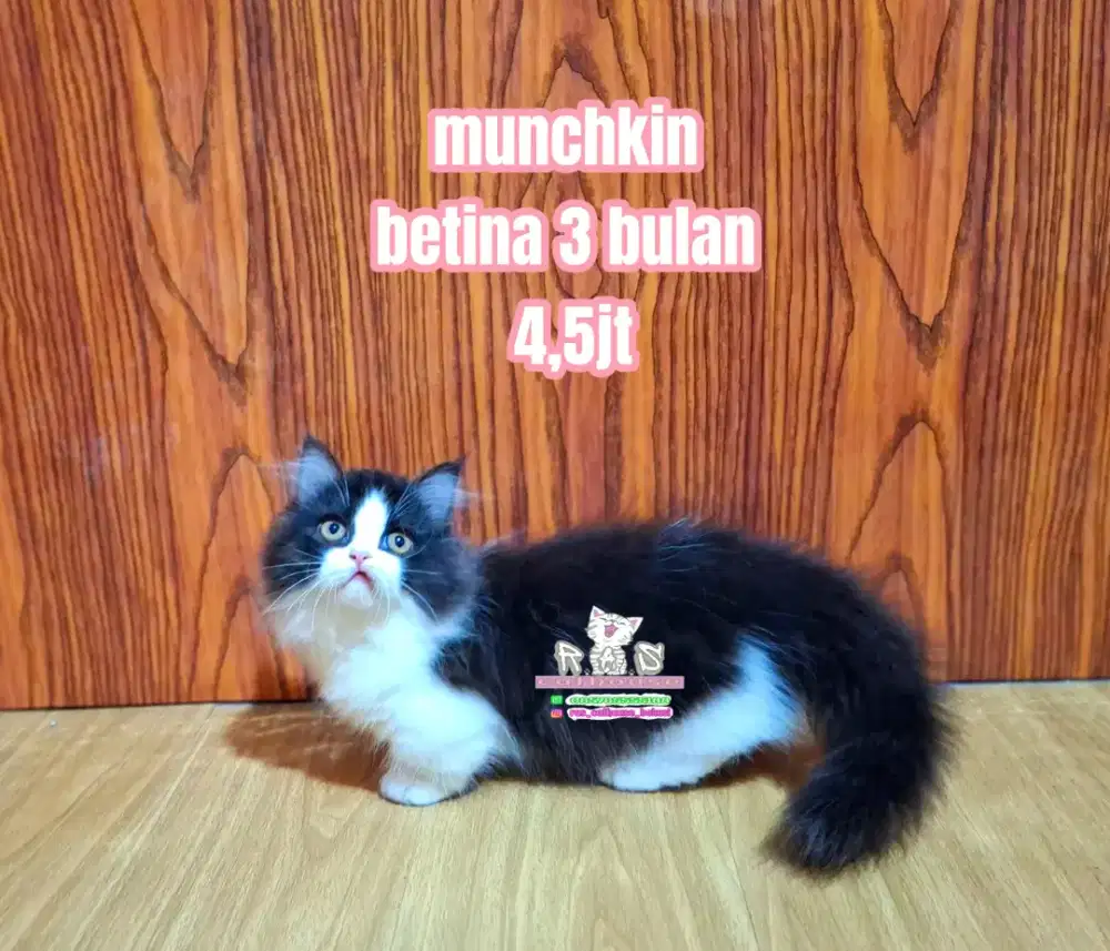 Kucing munchkin ragdoll lucu lucuu