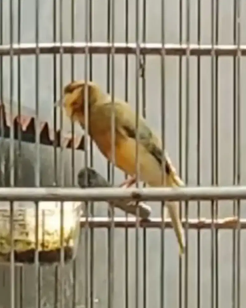 Burung kenari gacoran af klasik