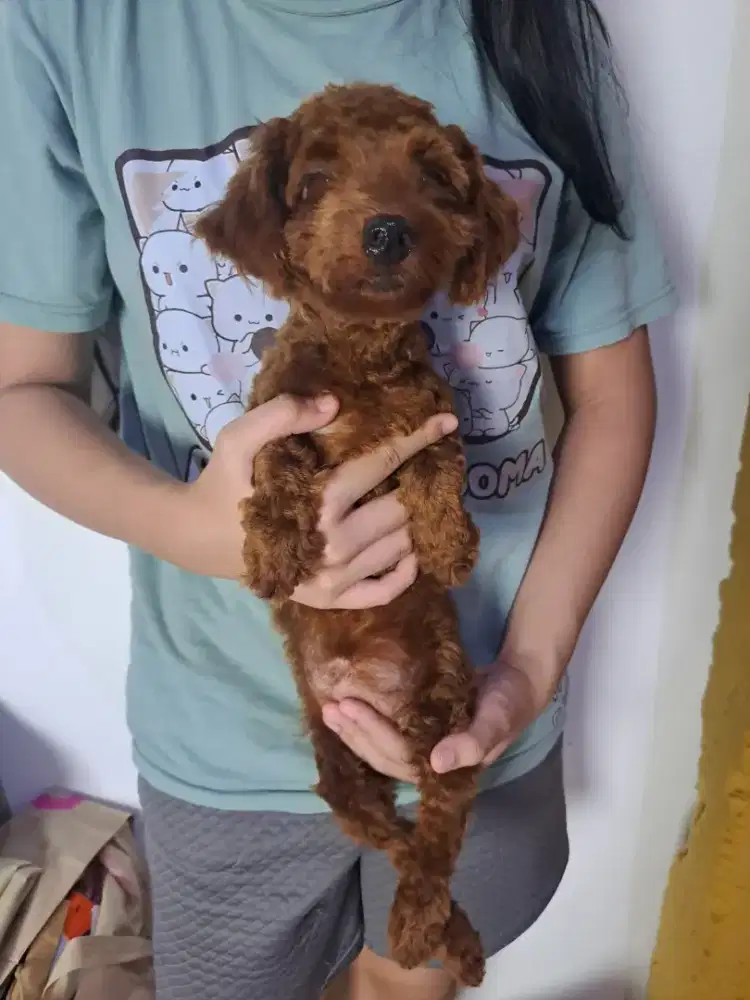 Anjing Pure Toy Poodle Betina Murah
