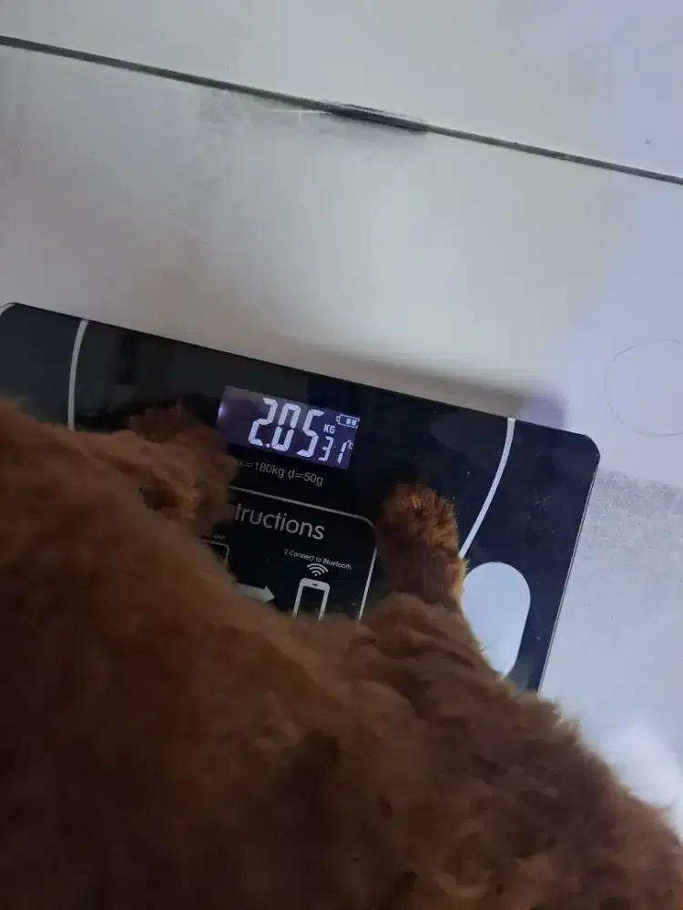 Anjing Pure Toy Poodle Betina Murah