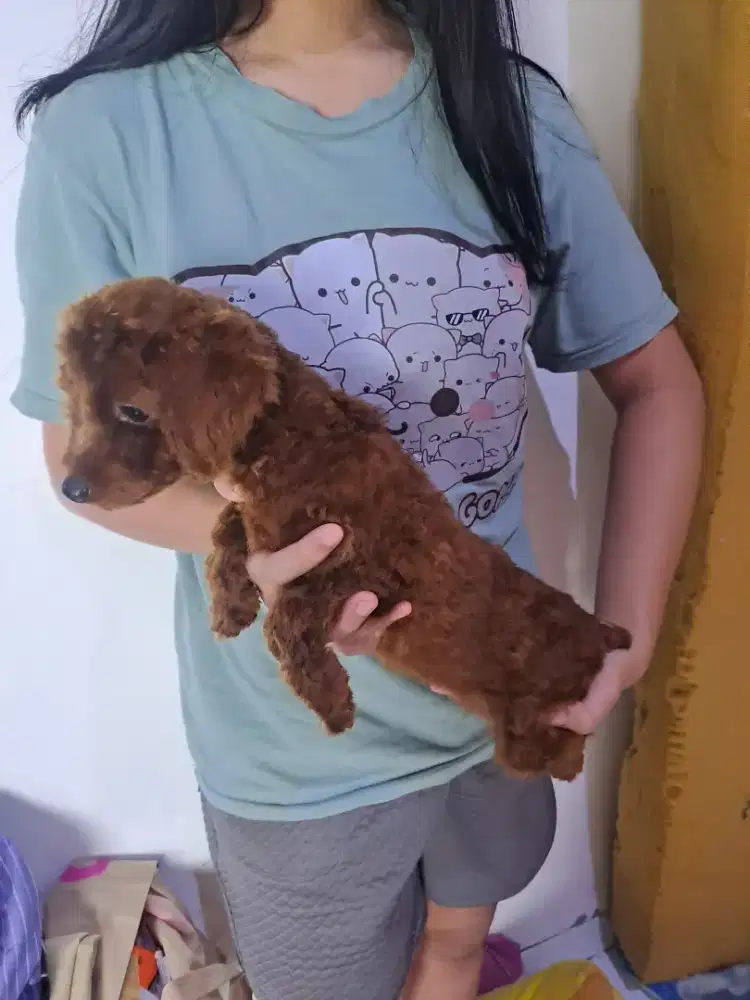 Anjing Pure Toy Poodle Betina Murah