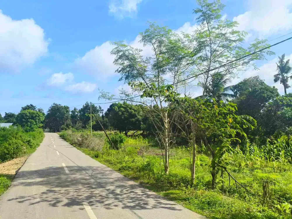 Dijual murah tanah area kota Tambolaka dekat bandara udara Lede kalumbang-Tambolaka