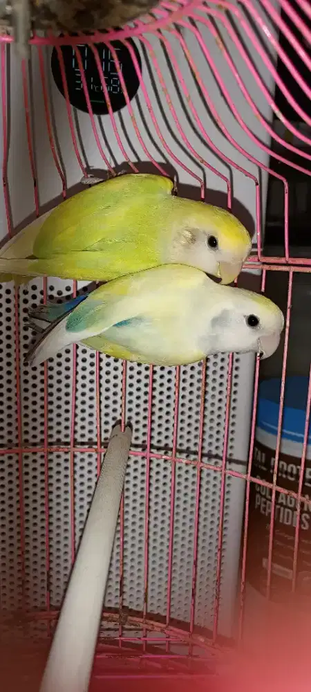 Sepasang LB NK pied DNA