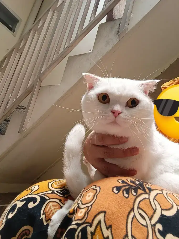 Lepas Adopt Scottish Fold Jantan Putih