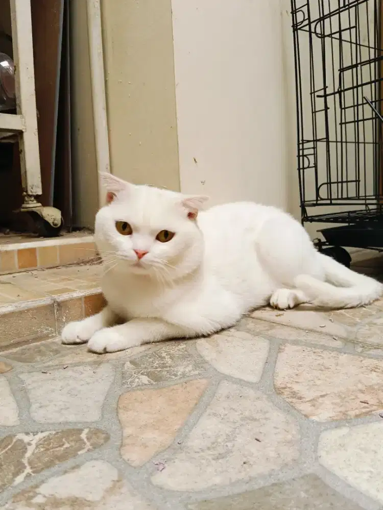 Lepas Adopt Scottish Fold Jantan Putih