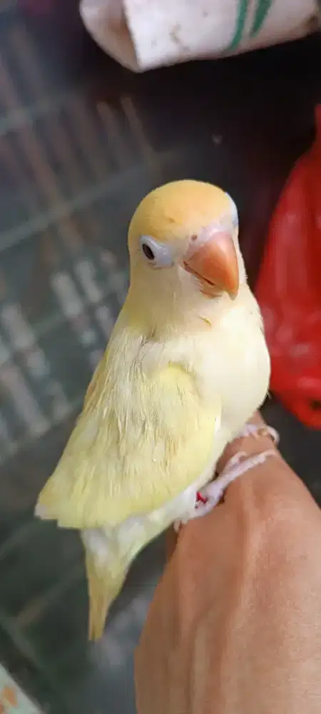 LB creamino RM mantul