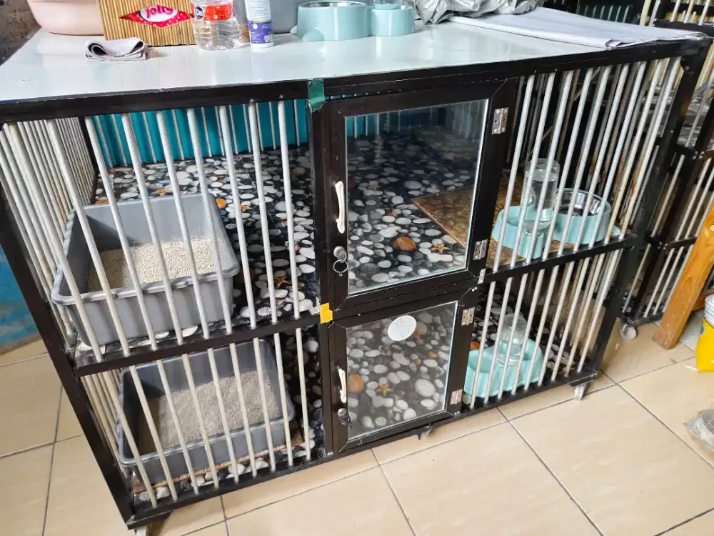 Anabul peaknose extrem jantan sepasang berikut kandangnya