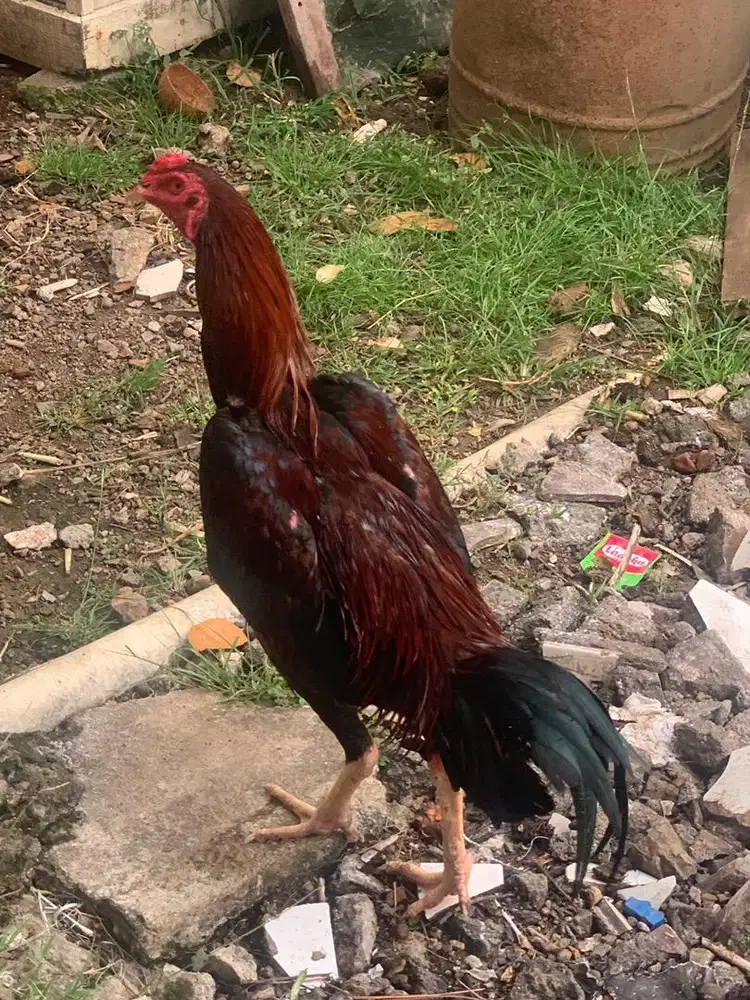 2 Ayam bangkok, 1 ayam khoytrad