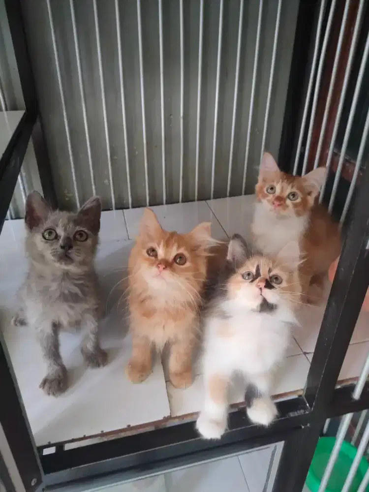 Persia jantan-betina 2,5 bulan