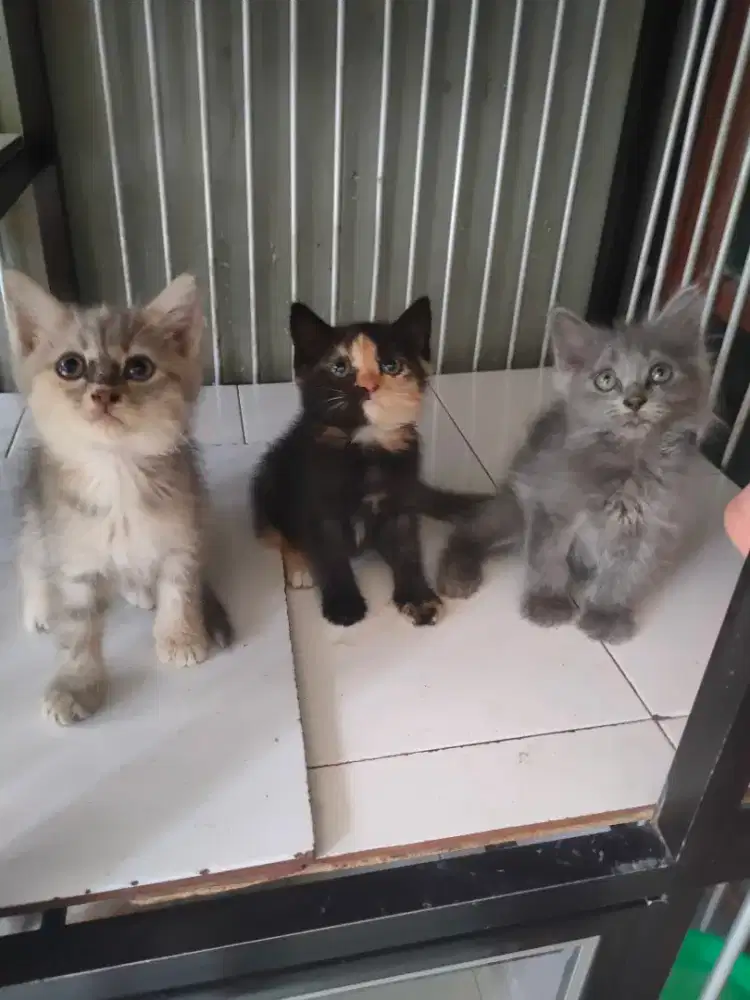 Persia jantan-betina 2,5 bulan