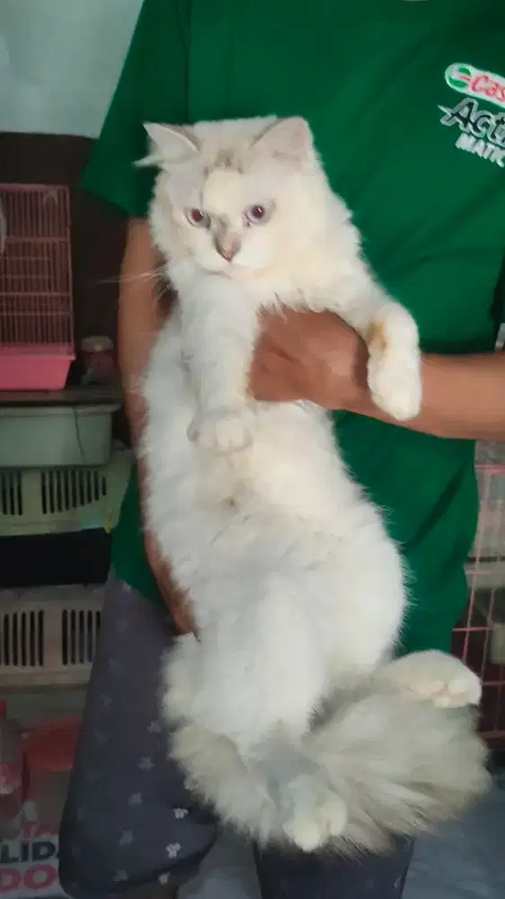 Persia jantan 8 bulan