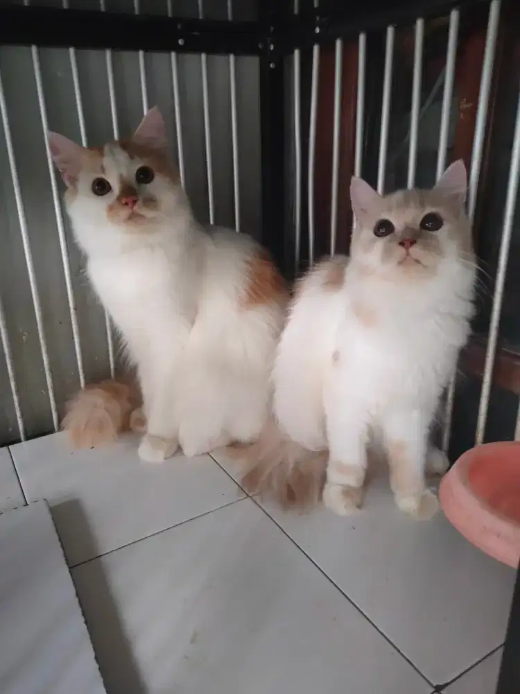 Persia sepasang 6 bulan