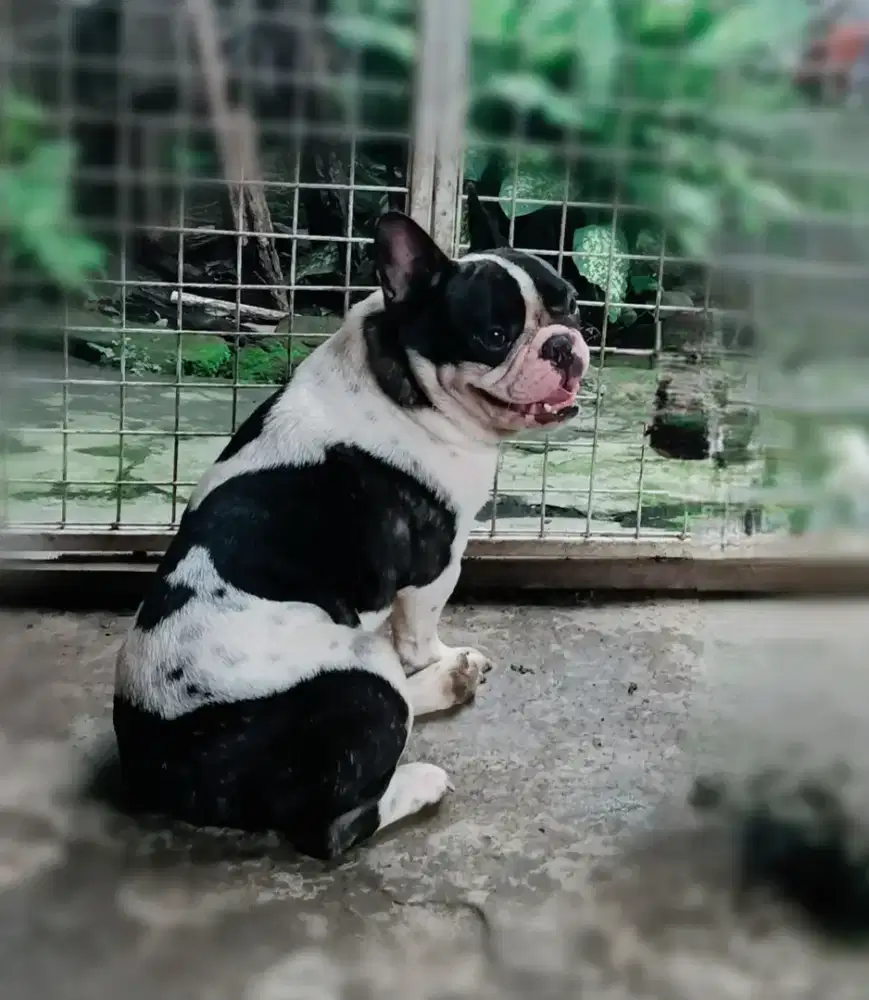 Pejantan french bulldog ,open pacak