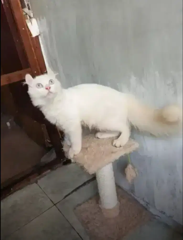 Kinkalow jantan 7 bulan