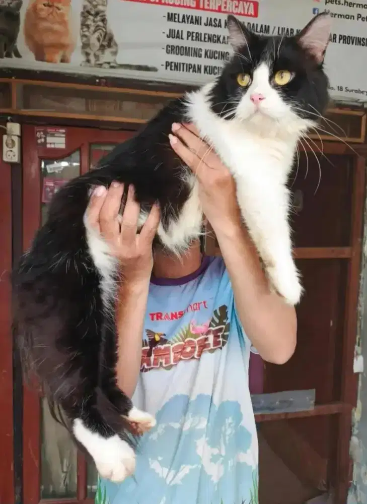 Kucing mix Norwegian jantan 10 bulan