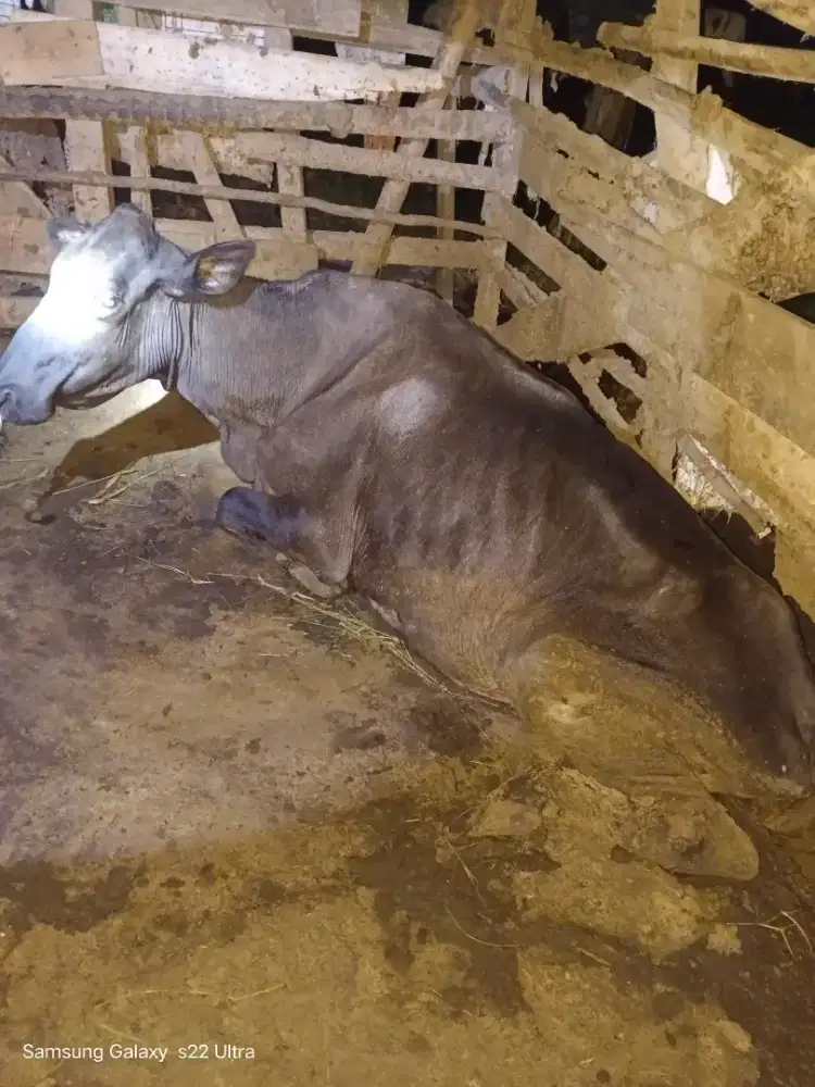 Sapi betina yang berminat silakan