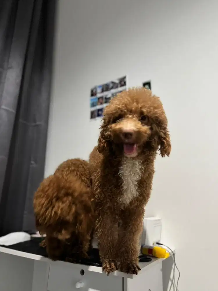 Poodle Jantan 2 warna Ganteng Sehar