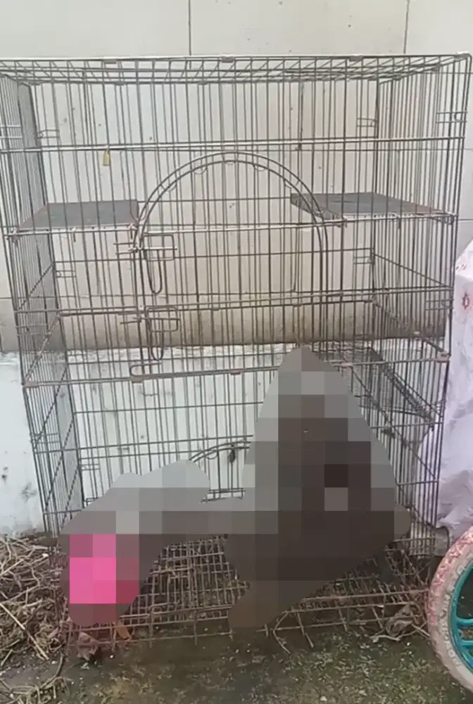 Kandang Anjing / Kucing  Jumbo