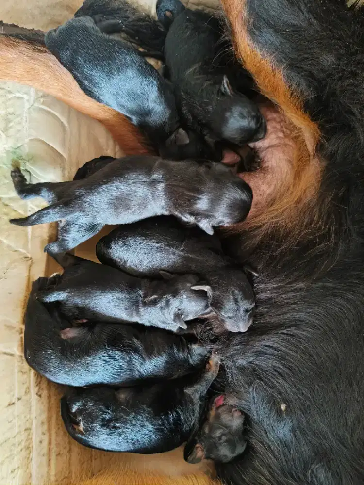 Anak Rottweiler