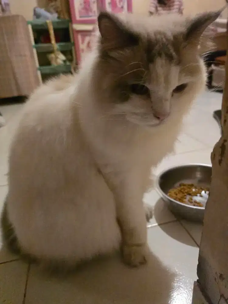Ragdoll  dewasa