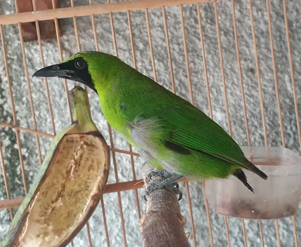 Jo bahan jenis big bahan udah bunyi