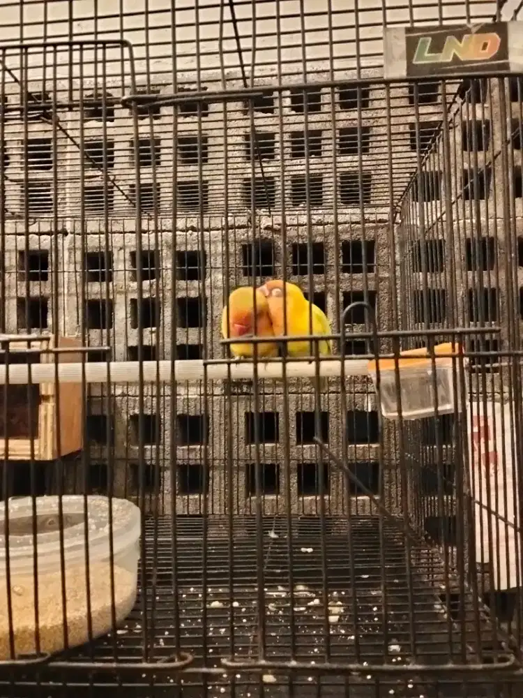 Dijual borongan cepat fulset