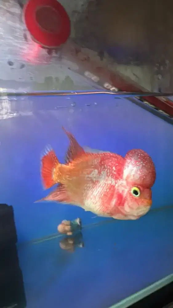 Di jual ikan lohan 1 set