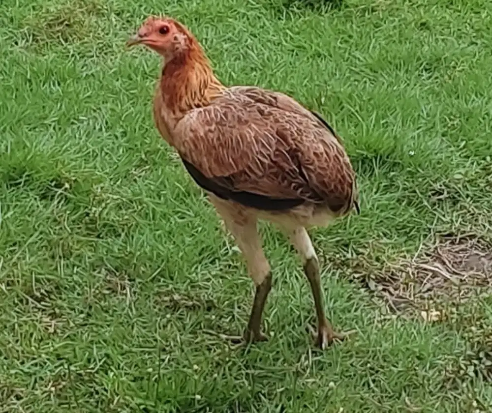 Jual ayam bakalan babon /pengine sangkur